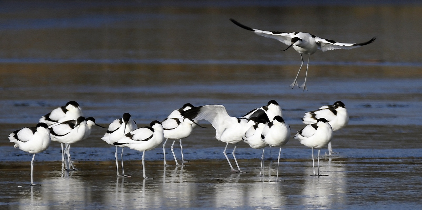 Avocette Elegante